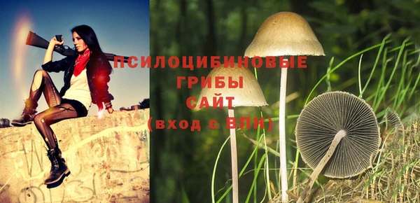 прущие грибы Ельня