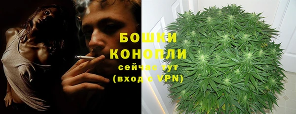 прущие грибы Ельня